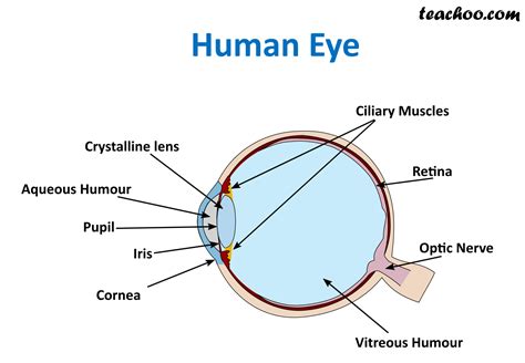 explain the structure of eye class 8