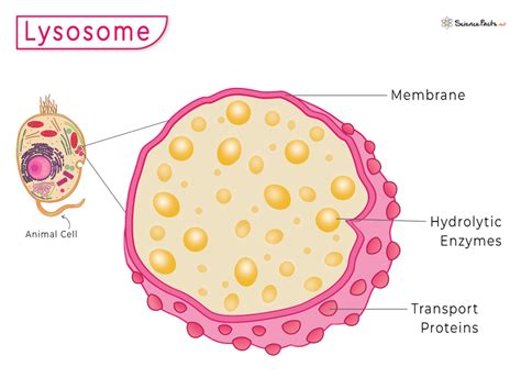 explain the structure of lysosome