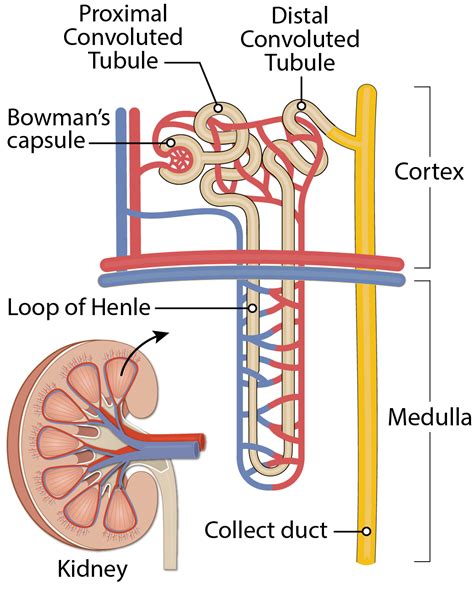 Explain The Structure Of Nephron With The Help Of Diagram Ne