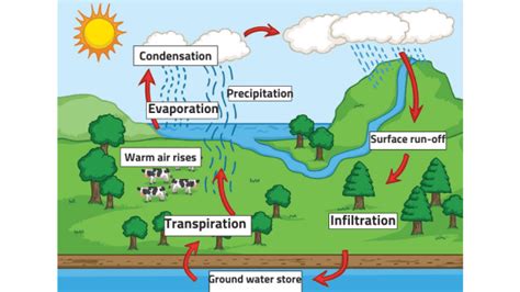 explain the water cycle process for kids