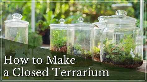 Terrariums