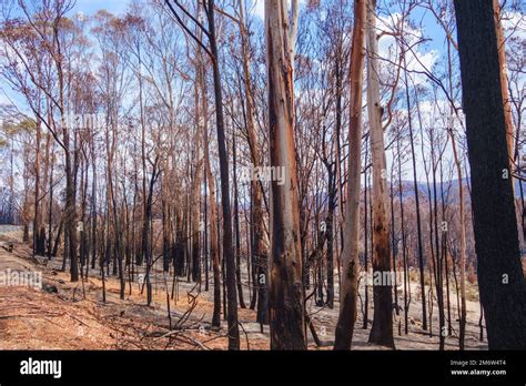 Exploding Trees Australia