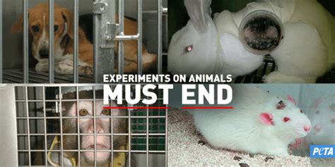 Exploitation of Animals in Testing