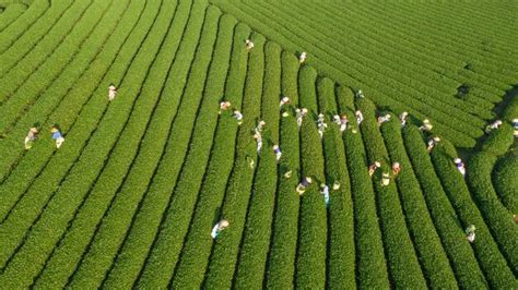 exploring Moc Chau tea farm