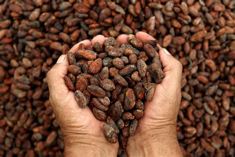 exportar cacao desde venezuela