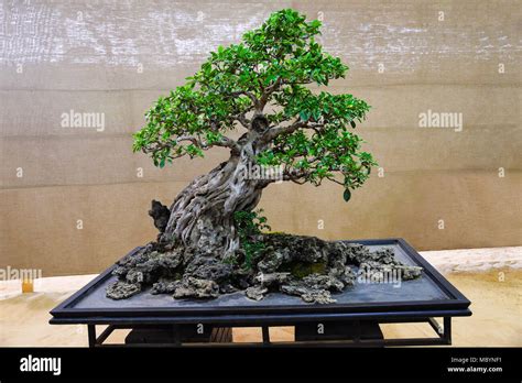 Exposition Bonsai Ficus