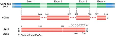 Expressed Sequence Tags