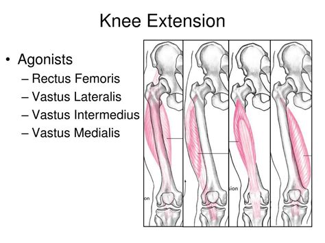 extension at the knee agonist and antagonist