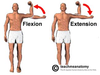 Extension Example In Anatomy