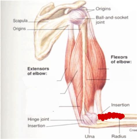 Extension Is Quizlet