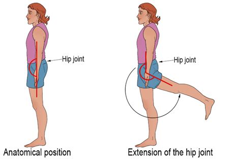 Extension Of Hip