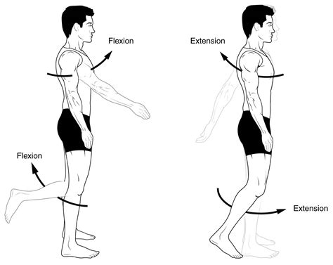 extension simple definition anatomy