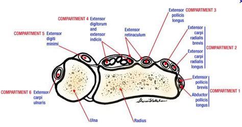 Extensor Compartments Orthobullets