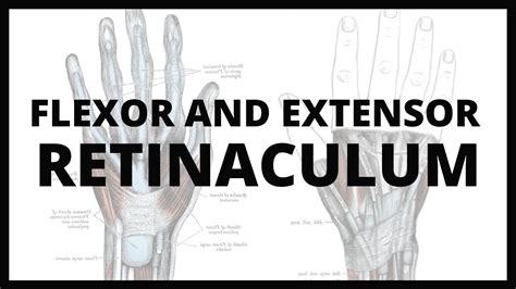 Extensor Retinaculum Exercises