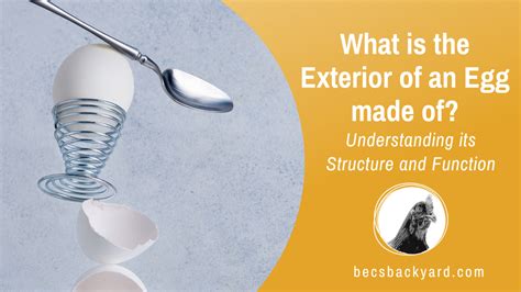 exterior of a egg