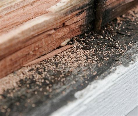 Exterminar Polillas Madera