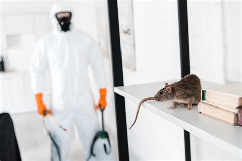 exterminator prices for rats and mice