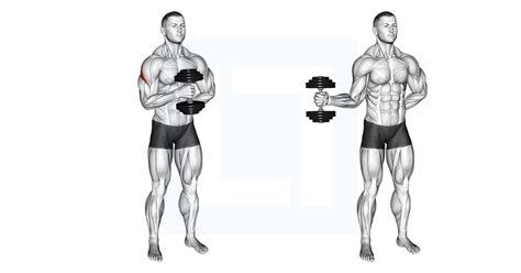 External Rotation Chest Exercises