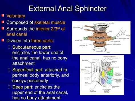 External Sphincter Components