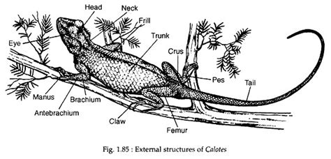 External Structure Of A Lizard