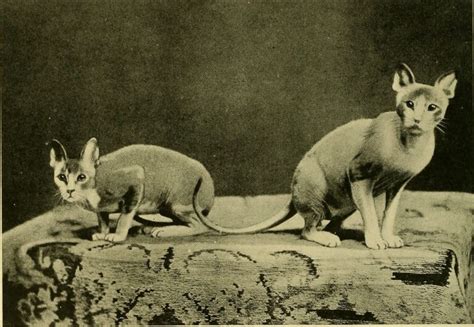 extinct cat breeds