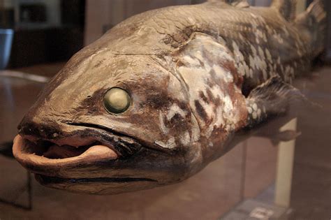 extinct fish found coelacanth