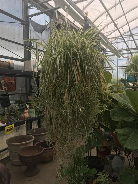 extra large spider plant for sale