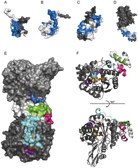 Extracellular Antigens Epitopes