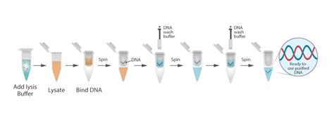 Extracted Nucleic Acid