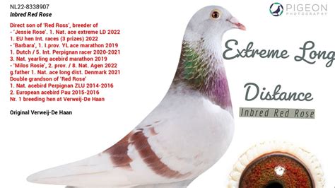 extreme long distance racing pigeons for sale
