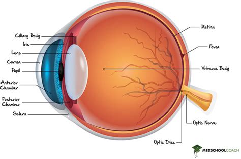 Eye Anatomy