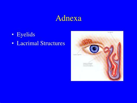 eye and adnexa definition