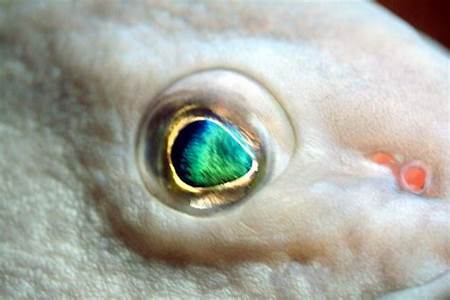 Fish and Eye