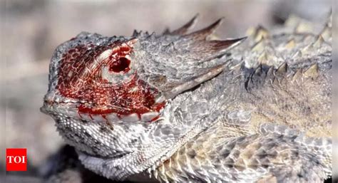 Eye Bleeding Lizard