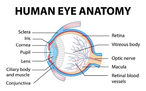 Eye Diagram With Labels And Functions
