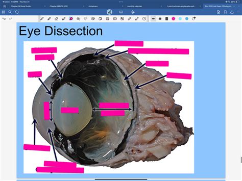 Eye Dissection Quizlet