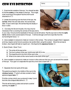 Eye Dissection Worksheet Answers