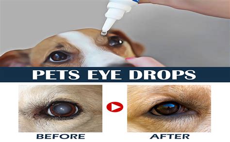Eye Drops Dog Use