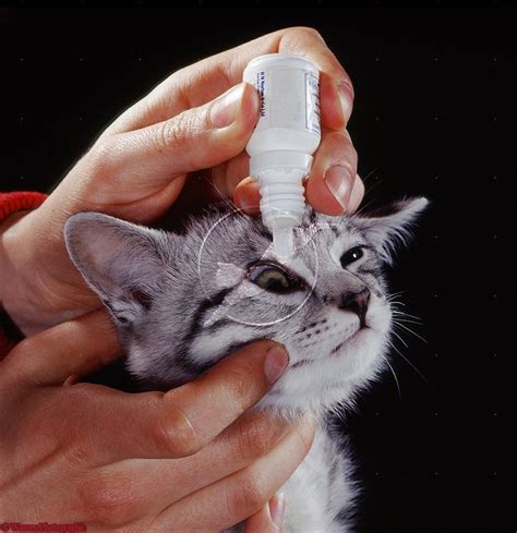 eye drops for cats