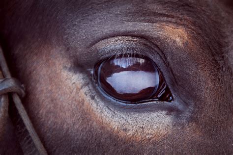 eye issues in horses