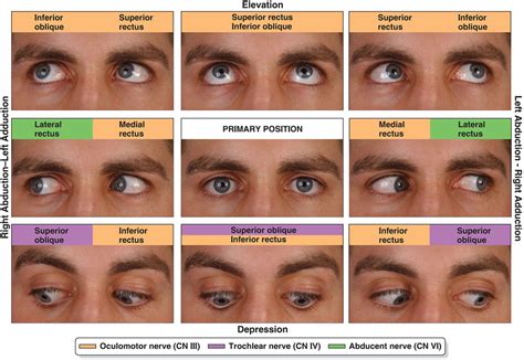 Eye Movements