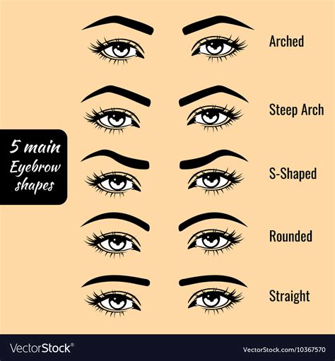 Eyebrow Shapes Names