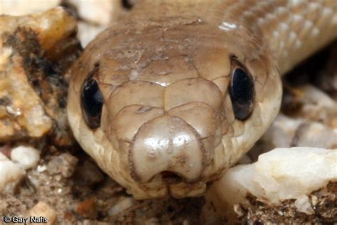 Eyes Does A Snake Have