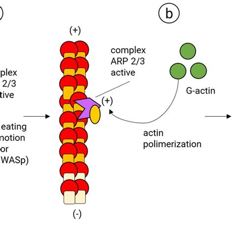 f actin binding protein