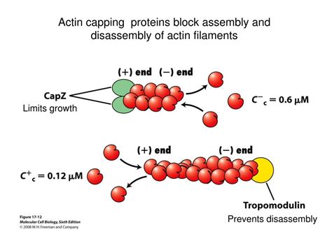f-actin-capping protein