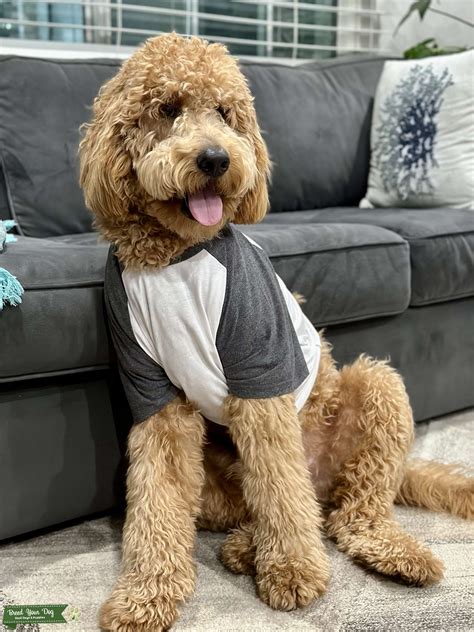 f1b medium goldendoodle