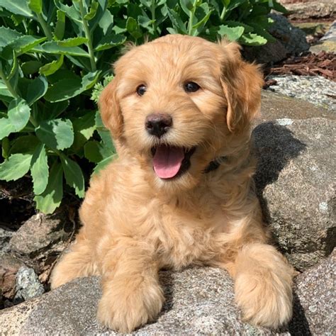 f1b mini goldendoodle breeders