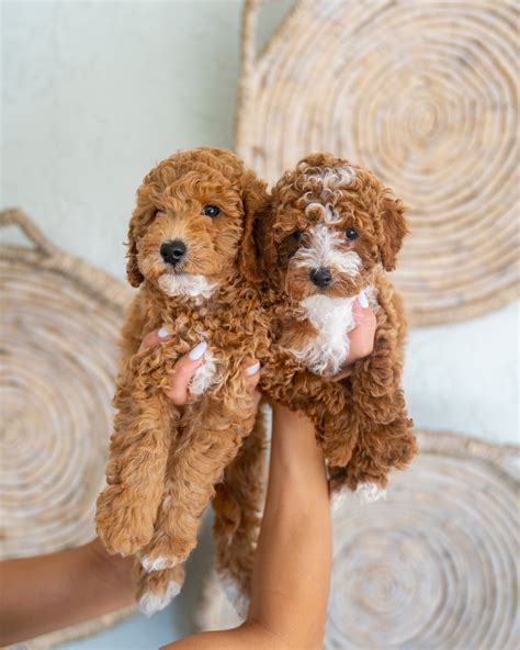 f2b miniature goldendoodle