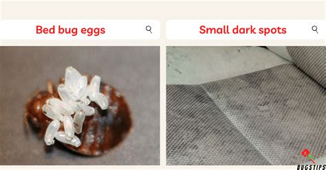 Fabric Headboard Bed Bugs