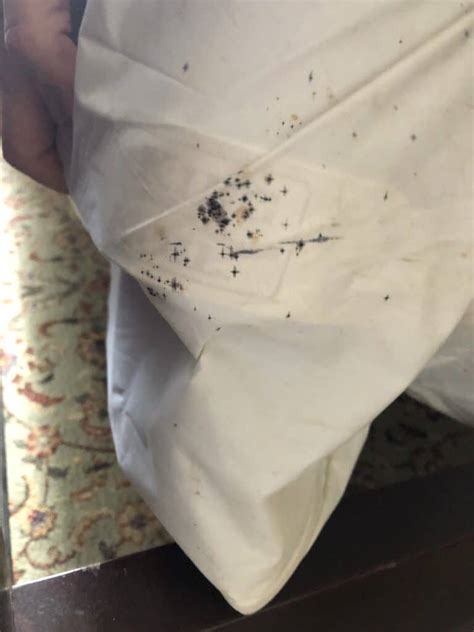 Fabric Sheets And Bed Bugs
